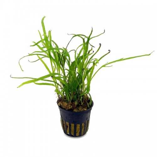 Microsorum Pteropus Trident in Jar - Aquaflora