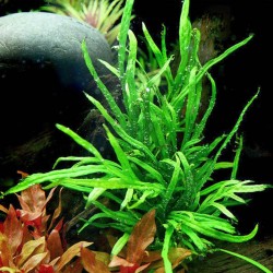 Microsorum Pteropus Trident in Jar - Aquaflora