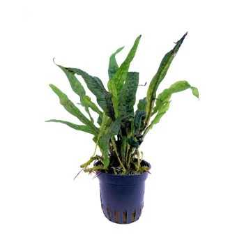 Microsorum sp. India in vasetto - Aquaflora