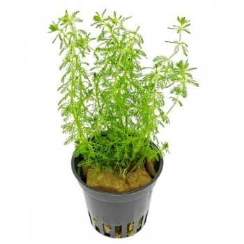 Myriophyllum sp. Guyana in vasetto - Aquaflora