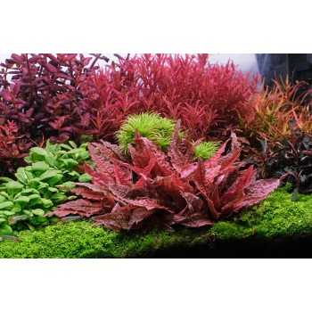 Cryptocoryne 'Flamingo' in Cup - Aquaflora 2