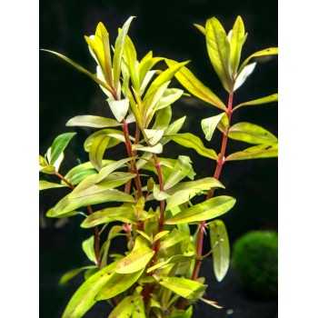 Nesaea Pedicellata 'Golden' dans Jar - Aquaflora 2