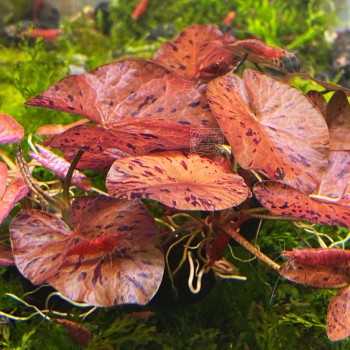 NYMPHAEA ZENKERI (RED) in jar - Aquaflora 2