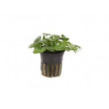 Nymphoides hydrophylla Taiwan in vasetto - Aquaflora