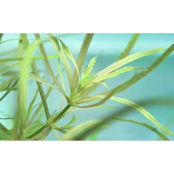 Pogostemon quadrifolius in vasetto - Aquaflora 2