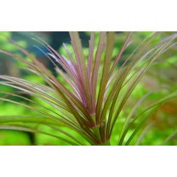 Pogostemon Stellatus 'Rubra' in Jar - Aquaflora 2