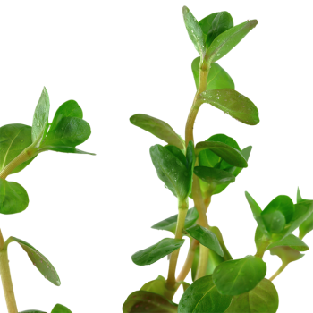 Rotala rotundifolia dans le pot - Aquaflora 2