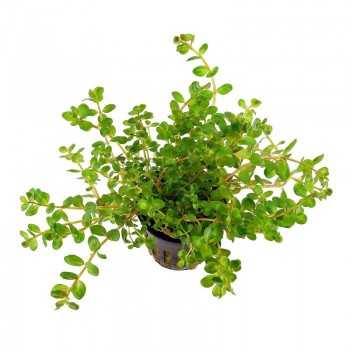 Rotala rotundifolia in vasetto - Aquaflora