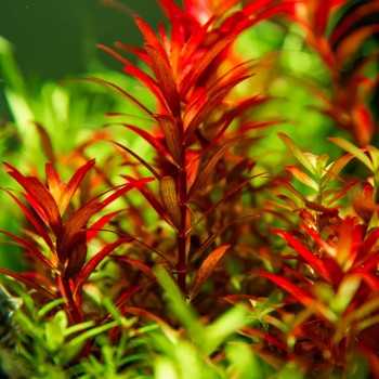 Rotala rotundifolia Blood Red in vasetto - Aquaflora 2