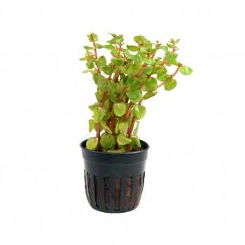 Rotala rotundifolia Blood Red in vasetto - Aquaflora