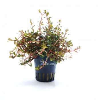 Rotala Rotundifolia H'ra in jar - Aquaflora