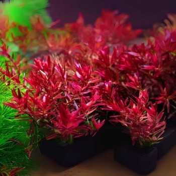 Rotala Rotundifolia H'ra in jar - Aquaflora 2