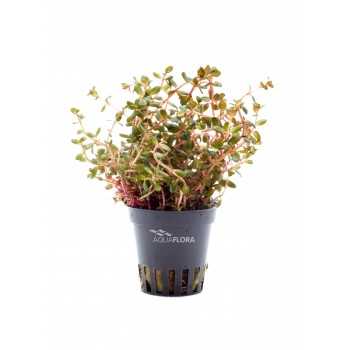 Rotala RotundiLifolia 'Juice orange' dans le pot - Aquaflora
