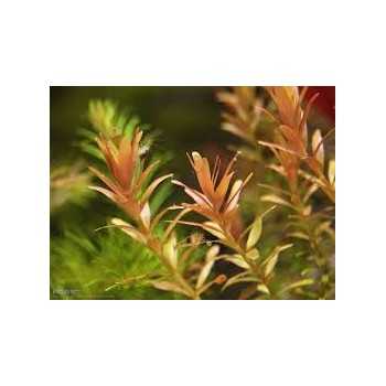 Rotala RotundiLifolia 'Juice orange' dans le pot - Aquaflora 2