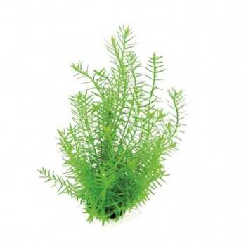 Rotala Species 'Green' in jar - Aquaflora 2