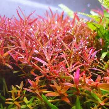 Rotala species 'Yao Yai' in vasetto - Aquaflora 2