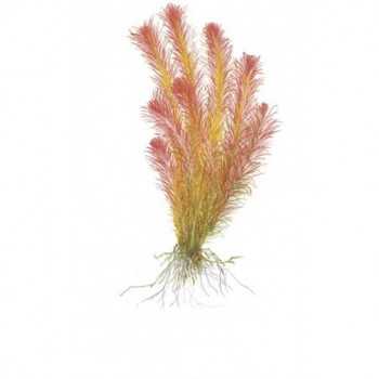 Rotala Wallichii dans Jar - Aquaflora