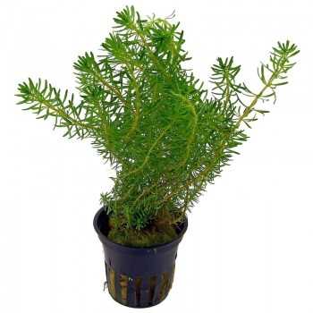 Rotala Wallichii in jar - Aquaflora 2