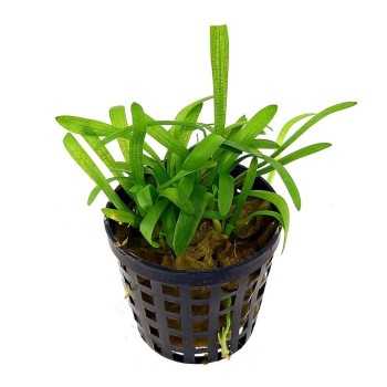 Sagittaria sous-t-elle subtilité à Jar - Aquaflora