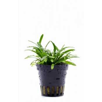Sagittaria subulata 'Teres' in vasetto - Aquaflora