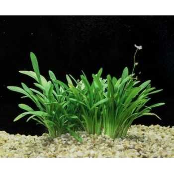 Sagittaria subulata 'Teres' in vasetto - Aquaflora 2
