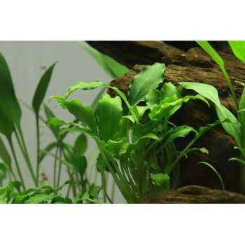 Schismatoglottis traieti in jar - Aquaflora 2
