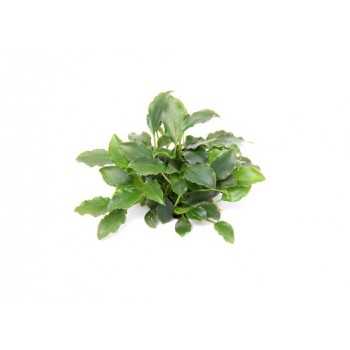 Schismatoglottis Traieti à Jar - Aquaflora