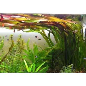 Vallisneria australis (gigantea) in vasetto - Aquaflora 2