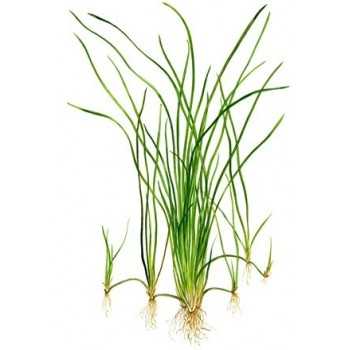 VALLISNERIA NANA IN JASET - Aquaflora 2