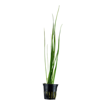 VALLISNERIA NANA IN JASET - Aquaflora