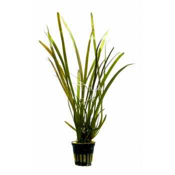 Valliseuria sp. 'Rubbra' dans Jar - Aquaflora