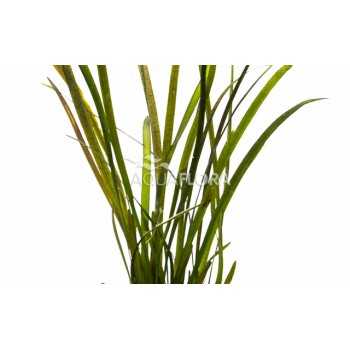 Valliseuria sp. 'Rubbra' dans Jar - Aquaflora 2