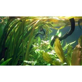 Vallisneria spiralis in vasetto - Aquaflora 2