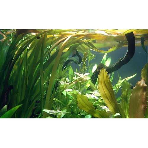 Valliseuria Spiralis dans Jar - Aquaflora