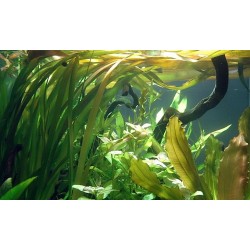 Vallisneria spiralis in vasetto - Aquaflora