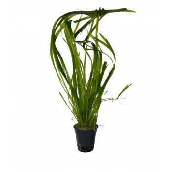 Valliseuria Spiralis dans Jar - Aquaflora