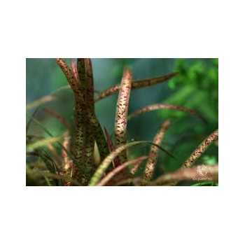 Vallisneria spiralis 'Leopard' in vasetto - Aquaflora 2