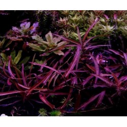 Persicaria praetermissa 'Rubra' in vasetto - Aquaflora