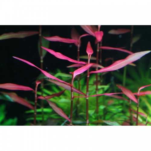 Persicaria Praetermissa 'Rubra' dans Jar -...