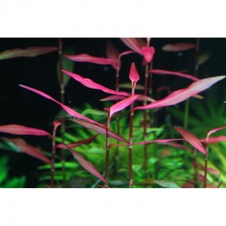 Persicaria Praetermissa 'Rubra' dans Jar - Aquaflora