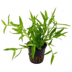Persicaria Praetermissa 'Rubra' dans Jar - Aquaflora