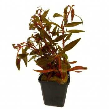 Alternanthera reineckii 'Rosaefolia' XL in vasetto -...