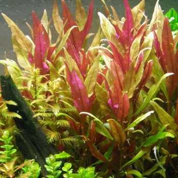 Alternanthera Reineckii 'Rosaefolia' XL in jar - Aquaflora 2