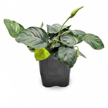 Anubias Bétones var. Nana XL dans Jar - Aquaflora