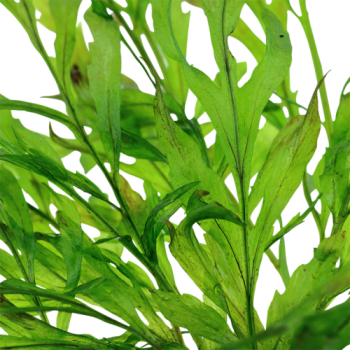 Bolbittis Heudeelotii XL dans Jar - Aquaflora 2