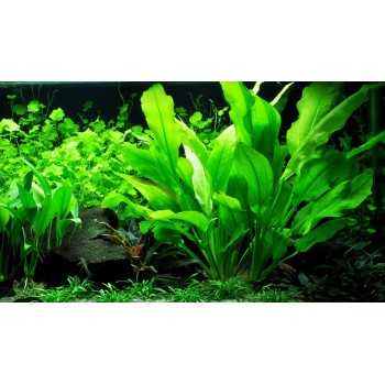 Echinodorus mix xl dans le pot - Aquaflora 2