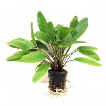 Echinodorus mix xl dans le pot - Aquaflora