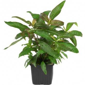 Hygrophila Corymbosa 'Siamensis' XL dans JAR - Aquaflora