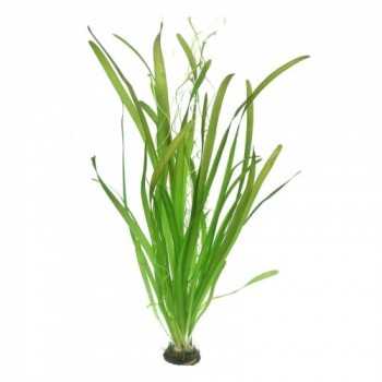 VALLISNERIA AUSTRALIS (GIGANTEA) XL in jar - Aquaflora