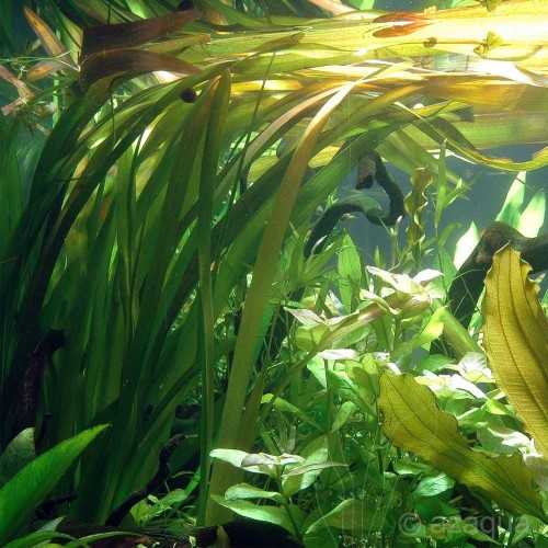 Vallisneria australis (gigantea) XL in vasetto...